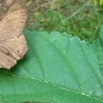 いつも居留守の　在氣呂（imasu_kero）のblog
