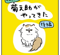 保護猫 菊之助がやってきた【後編】