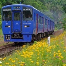 花咲く線路端　オオキンケイギク　豊肥本線　朝地　2010年5月
