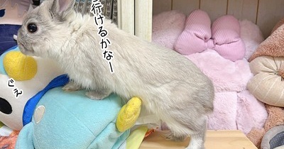 うさぎのルリとハムスターのプリン(1/17追記)