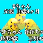🎵じぃじとばぁばのインコのお家🎵