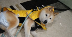 雨なのに（だから？）空振りでした〜ぁ！