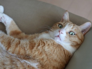 譲ったわけじゃない猫。