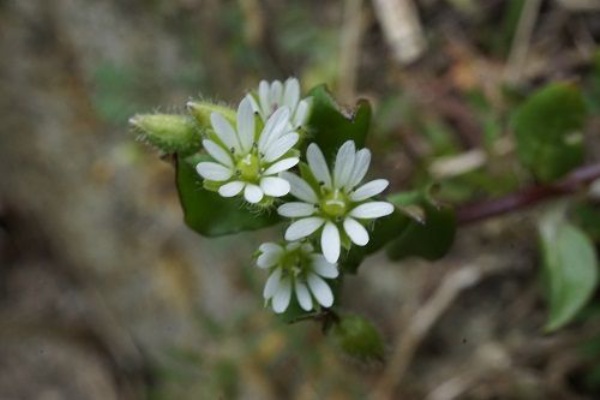 勝手に花言葉 徒然なるままに 19 勝手に花言葉 徒然なるままに 19