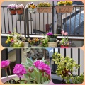 ベランダの花