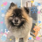 ペットショップ ワンラブ Coaska Bayside横須賀店のスタッフブログ