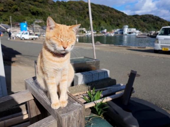 「福岡の猫の島はおすすめのスポットだ！」親日外国人が風景を愛でるスレ