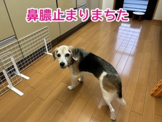 初めて数値が下がった