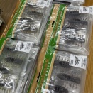 メガバス商品入荷しました！