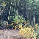 新月に竹を切る