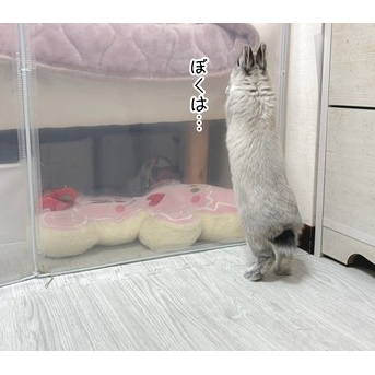 うさぎのルリ(2/7追記)