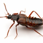 ありんこ日記　AntRoom