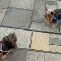 ソラの兄弟と会ってきました🐶