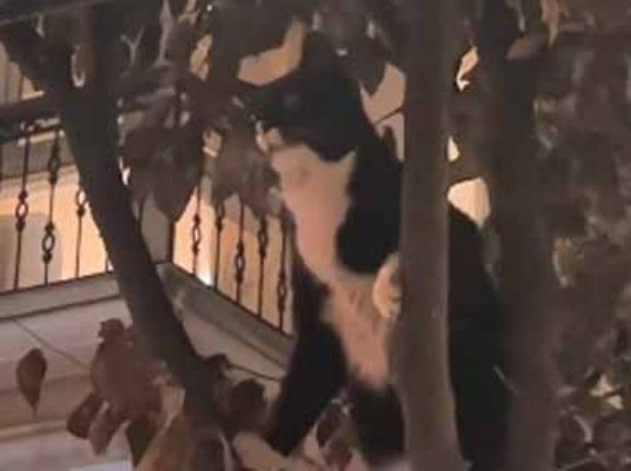 ネコが店先の木に登っていた。そこから目の前の屋根にジャンプする → この華麗さです…