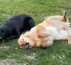 2匹の犬に「食べたのは誰？」と尋ねたら…表情で犯人が判明する（動画）