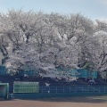 花見散歩