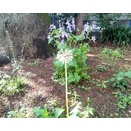 ここにも知の巨人