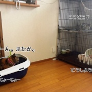 初対面のオトナ猫さま達の反応