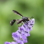 ちょっとだけ不思議な昆虫の世界（３）