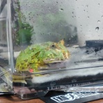 迷カエルコハウス🐸