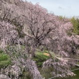 『新入生の皆さん、ご入学おめでとうございます』の画像