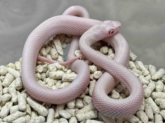 ３階新入荷ヘビ