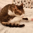 妥協する猫。