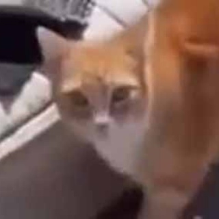 猫の動画 ねこわん！