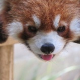 『【動物ふれあい】いしかわ動物園に行ってきました』の画像