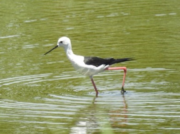 2025年7月10日の野鳥公園