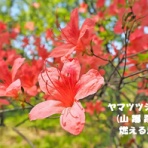 田舎記者の手帳