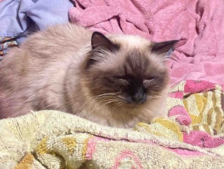 【猫日記】猫の行動で注意が必要な事