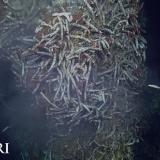 【深海生物学】水深3800mの深海に奇妙な生物群集 メキシコ沖に太平洋最深の熱水噴出孔を発見