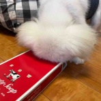 pikopikochobiのblog