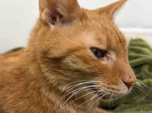 参瑚の病状　20260207