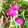 ��˿줦���ϱ󤯤ʤ���粧