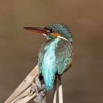 公園の野鳥 in 神戸