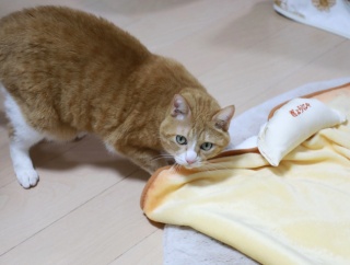 猫にぎょうにゃ。