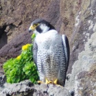 『投稿：BORG76EDによるハヤブサ５態　2022/06/16』の画像