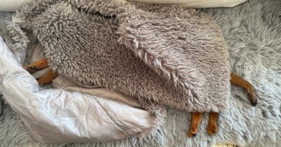 上着を無造作に置いておくと、りすたんに取られる