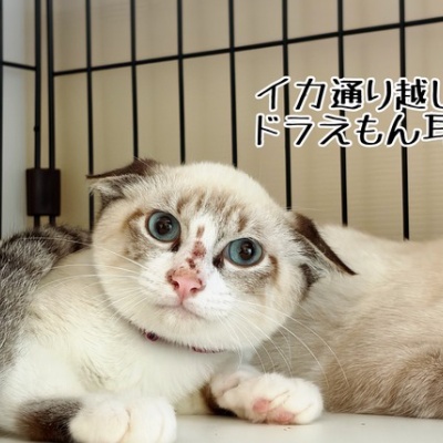 猫とお酒と日々のこと Powered by ライブドアブログ