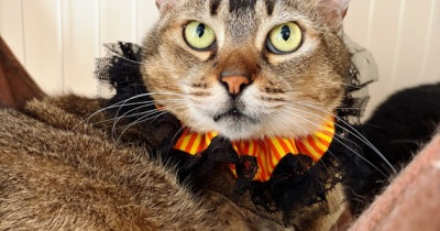 2026ハロウィンシュシュ首輪
