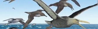 30年以上前に南極で発見された化石、史上最大の飛ぶ鳥のものと判明