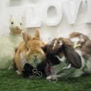 3月12日のグルーミングフォト