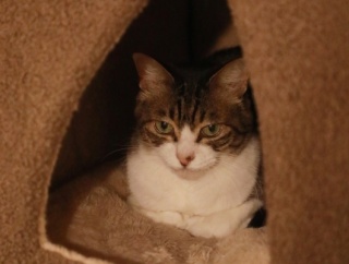 寒いと動かない猫。