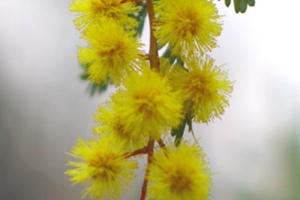 アカシア花粉症 Alex S Garden Party