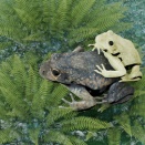 繁殖期にオスが黄色くなるカエル　メスへのアピールではなかった