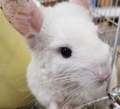 当店のチンチラ達です