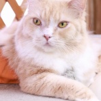 猫カフェ ねこまんまBlog