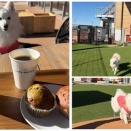 犬連れて カインズ吉川美南店